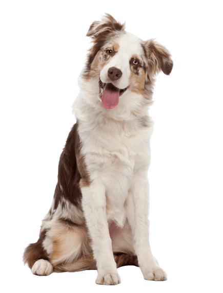 Hairy Houdini LLC mascot