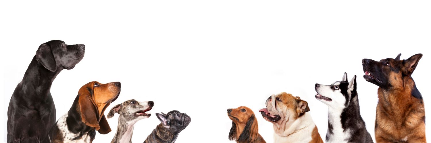 Buster's Happy Tails logo
